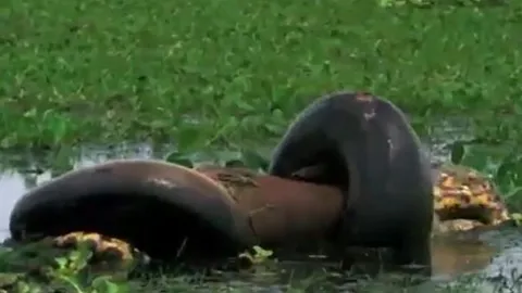 CLIP: Kinh hãi trước khoảnh khắc trăn anaconda xanh khổng lồ nuốt chuột lang nước lớn