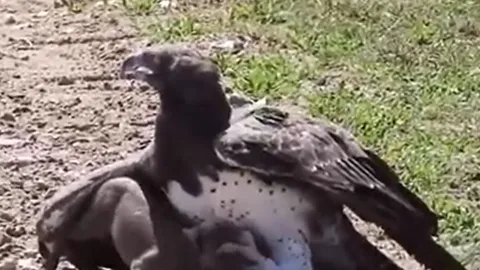 CLIP: Đại bàng Martial phi thân, tóm gọn lợn rừng con trong chớp mắt