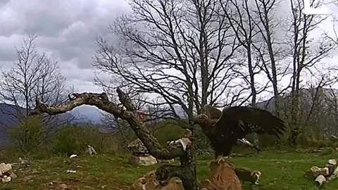 CLIP: Cáo hoang liều mình cướp mồi của đại bàng và cái kết khó đoán