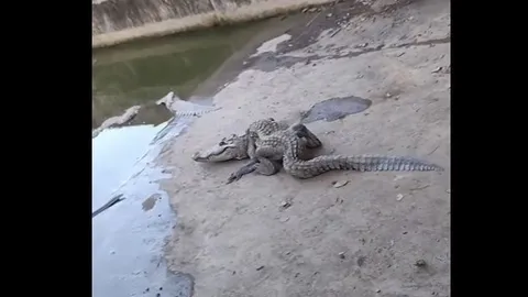 CLIP: Cá sấu “oằn tà là vằn” ở Biên Hòa khiến dân tình hoang mang, chuyện gì đã xảy ra?