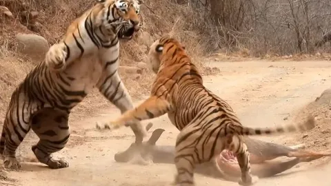 CLIP: Hổ cái liều lĩnh lao vào cướp mồi của con đực rồi đón nhận cái kết khó tin