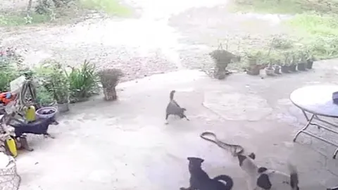 CLIP: Bò vào nhà, rắn hổ mang bị đàn chó nhà tấn công và cái kết 'ngẹt thở'