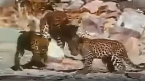 CLIP: 3 mẹ con nhà báo đốm tử chiến với rắn hổ mang 'khủng' và cái kết ít ai đoán được