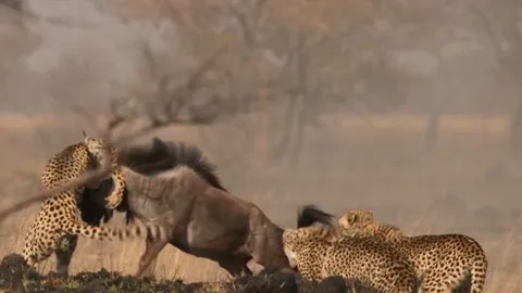 CLIP: 4 mẹ con báo săn hợp sức, đoạt mạng linh dương đầu bò trong tích tắc
