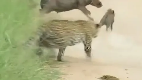 CLIP: Bị báo đốm truy sát, đàn lợn rừng có màn 'bẻ lái' cực gắt khiến kẻ đi săn hít bụi no