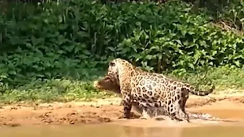 CLIP: Báo đốm phi xuống sông tóm gọn cá sấu và cái kết dễ hiểu