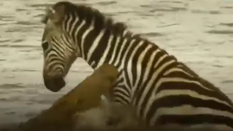 CLIP: Bị cá sấu ngoạm được, ngựa vằn vẫn có màn 'lội ngược dòng' ngoạn mục