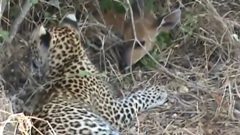 CLIP: Bi kịch của linh dương con dưới móng vuốt của báo hoa mai