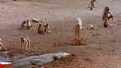 CLIP: Khỉ đầu chó dũng cảm đối đầu cá sấu để cứu con nhưng bất thành