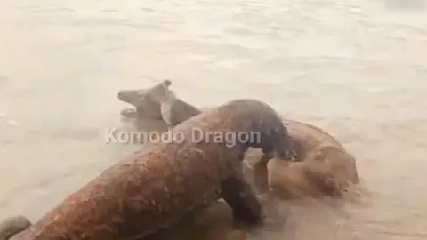 CLIP: Kinh hãi trước khoảnh khắc rồng Komodo truy sát hươu