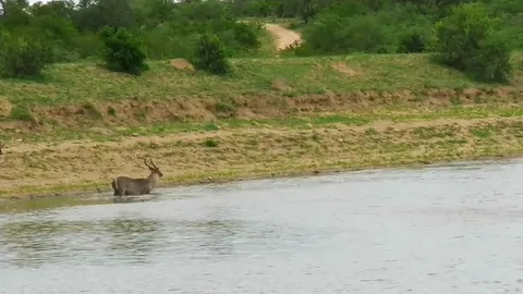 CLIP: Linh dương Waterbuck thoát khỏi nanh cá sấu đầy ngoạn mục