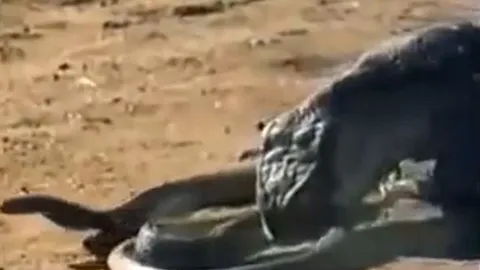 CLIP: Đụng độ rồng Komodo, rắn hổ mang chúa 'khủng' nhận cái kết bi thảm