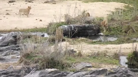 CLIP: Bầy sư tử đói tàn sát linh dương trong cuộc săn khốc liệt