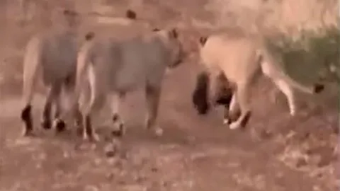 CLIP: Trông thấy lửng mật, 4 con sư tử lẽo đẽo đi theo như fan gặp thần tượng nhưng cái kết mới gây chú ý