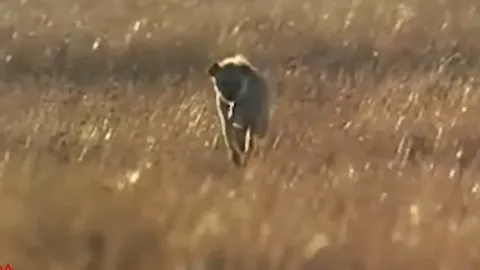 CLIP: Linh cẩu vô tình giải cứu linh dương Gazen khỏi nanh vuốt báo săn