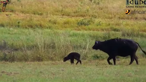 CLIP: Dưới móng vuốt của ba con sư tử đực, mẹ con trâu rừng bỏ mạng đầy thương tâm