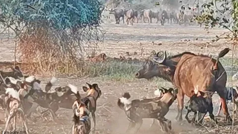 Liệu 16 con chó hoang có đủ sức để hạ sát một chú trâu rừng trưởng thành? Cảnh tượng khiến nhiều người ngỡ ngàng