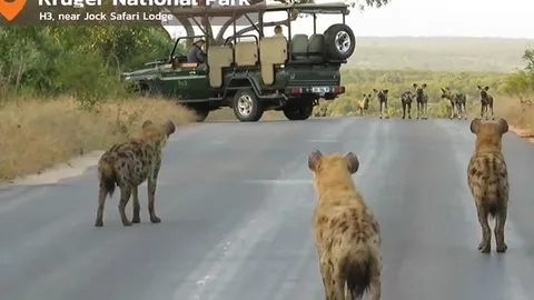 CLIP: Màn đối đầu như phim xã hội đen giữa đàn chó hoang châu Phi và linh cẩu