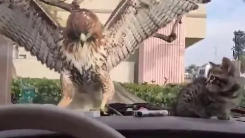 CLIP: Đi săn mèo, diều hâu nhận cái kết 'muối mặt'