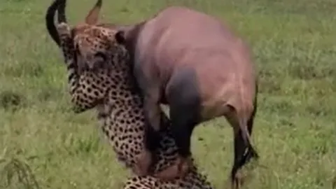 CLIP: Đi săn linh dương, con báo từ kẻ đi săn trở thành con mồi