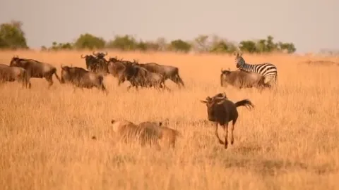 CLIP: Ngang nhiên tấn công sư tử, linh dương đầu bò phải trả giá bằng cả tính mạng