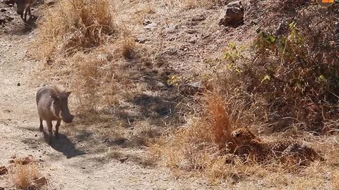 CLIP: Báo hoa mai tung chiêu săn mồi đỉnh cao, tóm gọn lợn rừng trong chớp mắt