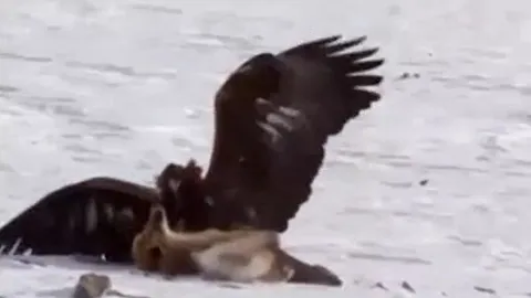 CLIP: Mãn nhãn trước màn tử chiến của đại bàng và cáo 