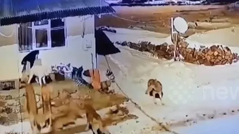 CLIP: Bị 6 con sói 'đánh hội đồng', chó nhà tự tin nghênh chiến và nhận cái kết khó tin