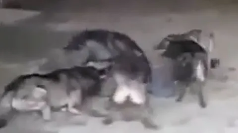 CLIP: Bị 5 con sói bất ngờ tấn công, người đàn ông nhận cái kết khiến người xem thót tim