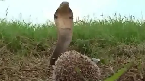 CLIP: Đụng độ nhím, rắn hổ mang chúa có phản ứng khiến người xem 'sốc nặng'