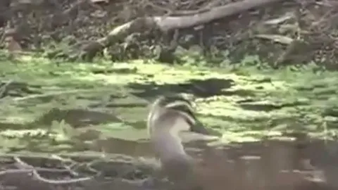 CLIP: Đụng độ vịt đen Thái Bình Dương, rắn độc 'bỏ của chạy lấy người'