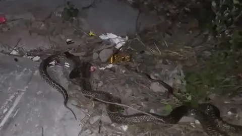 CLIP: 'Ớn lạnh' trước khoảnh khắc hổ mang chúa nuốt rắn hổ mang bướm giữa sân nhà