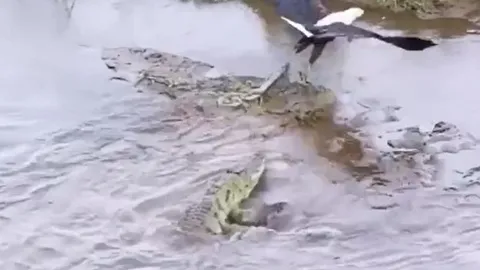 CLIP: Liều lĩnh lao xuống sông cướp đồ ăn của cá sấu, đại bàng suýt trở thành con mồi của chúa tể đầm lầy