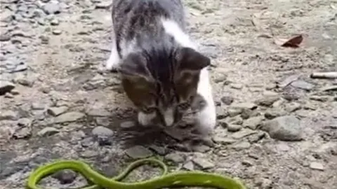 CLIP: Đối đầu với rắn lục, mèo con khiến đối thủ phải 'ôm hận'