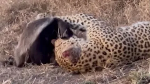 CLIP: Đụng độ báo hoa mai, lửng mật nhận cái kết bất ngờ