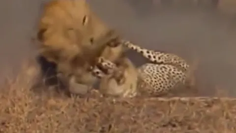 CLIP: Rơi vào tầm ngắm của sư tử, báo hoa mai nhận ngay cái kết bi thảm