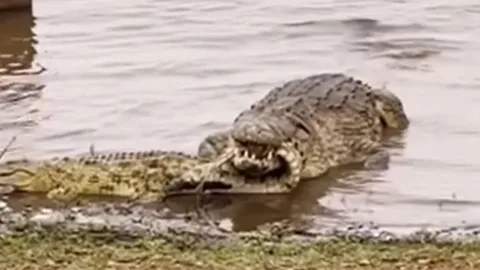 CLIP: Kinh hãi trước khoảnh khắc cá sấu sông Nile 'khủng' ăn thịt đồng loại