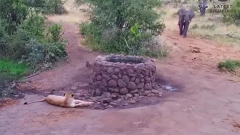 CLIP: Đang nằm nghỉ, sư tử hoảng sợ bỏ chạy khi loại động vật này xuất hiện