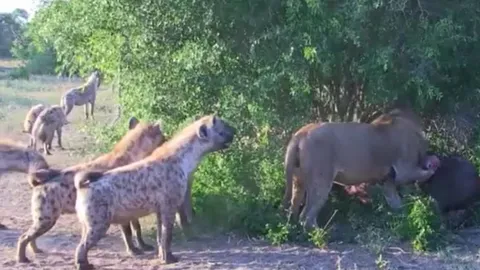 CLIP: Vừa săn được trâu rừng, đàn linh cẩu lao lại cướp công của sư tử và cái kết khó đoán