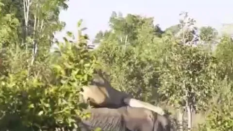 CLIP: Liều lĩnh đi săn voi, sư tử nhận cái kết muối mặt