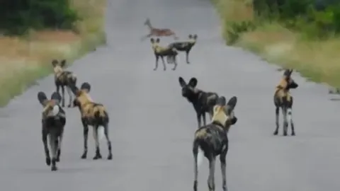 CLIP: Chặn đường để tóm linh dương, đàn chó hoang châu Phi nhận cái kết xấu hổ