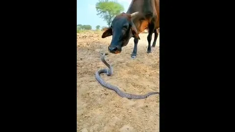 CLIP: Chú bò chơi đùa với rắn độc gây sốt, hàng nghìn người tò mò