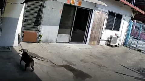 CLIP: Cuộc đối đầu nghẹt thở của chó với thằn lằn ngăn không cho vào nhà