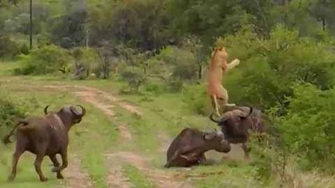 CLIP: Sư tử húc văng sư tử lên không trung để giải cứu đồng loại và cái kết bi thảm cho kẻ đi săn