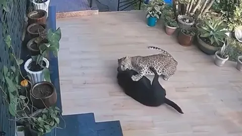 CLIP: Báo hoa mai lẻn và tấn công chó nhà và cái kết bất ngờ