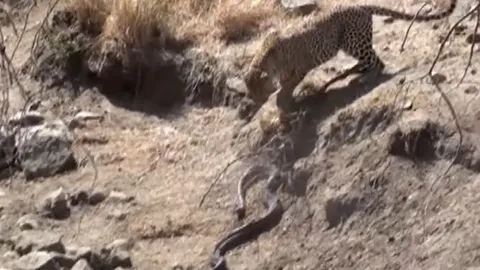 CLIP: Đối đầu báo hoa mai, trăn đá châu Phi nhận cái kết bi thảm