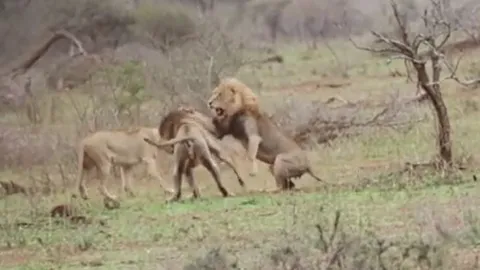 CLIP: Ớn lạnh trước màn hỗn chiến giành bạn tình của sư tử đực