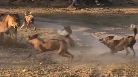 CLIP: Sư tử mẹ tử chiến với đàn chó hoang châu Phi bảo vệ con và cái kết khó tin