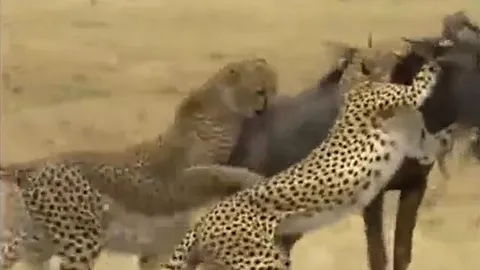 CLIP: Bị 4 con báo săn cắn xé, linh dương đầu bò vẫn có màn lật kèo đáng kinh ngạc