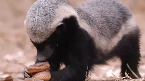 CLIP: 'Rơi vào tay' lửng mật, rắn nốt ruồi nhận cái kết đầy đau đớn